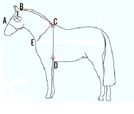 measuring chart for hoods and neck covers made by Rugworks in Turriff